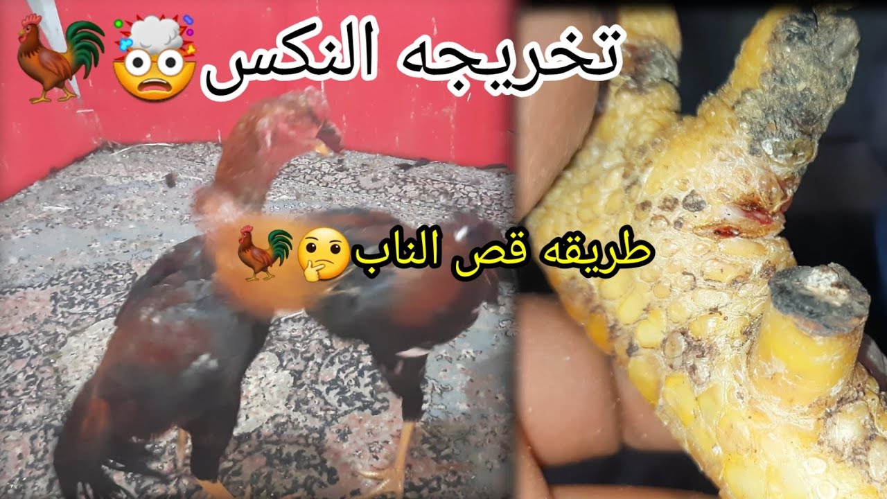 تخريجة مخاليف اصول وضرب فول 🤯🐓 طريقه قص وتعديل ناب الديك🤔🐓