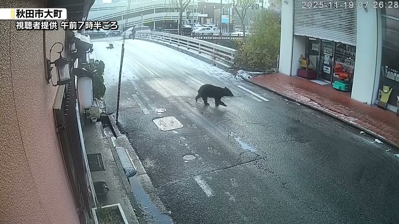 投稿映像】秋田市飲食店街に巨大クマ 「まさか…来店客に影響」 - YouTube