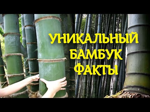 Вот такая уникальная трава!🌿 Факты о бамбуке, которых вы не знали