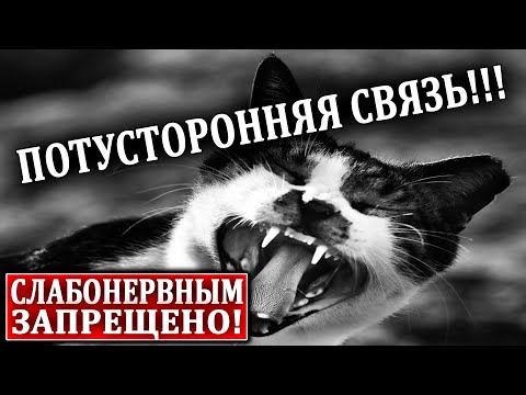 Все Доказательства, Что Наши Питомцы Видят Реальных Приз.Раков!!! 24.07.2020 Документальный Фильм Hd