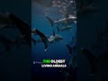 The shark that can live 500 years