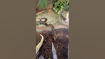 very good swimmer 🤿 #snake #youtubeshorts #watersnake #snakevideo #shortvideo #short #reels