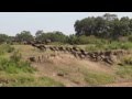 Sand River Crossing, Masai Mara, Kenya July 2014