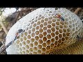 Desi honey bees comb long in the balochistan mountainasmat visiting