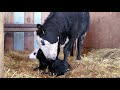 Newborn Calf's First Bath