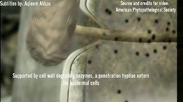 Pythium|Protists|Plant Diseases|Disease cycle