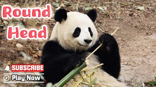 A Big Round Head Makes Panda Cuter | Ipanda