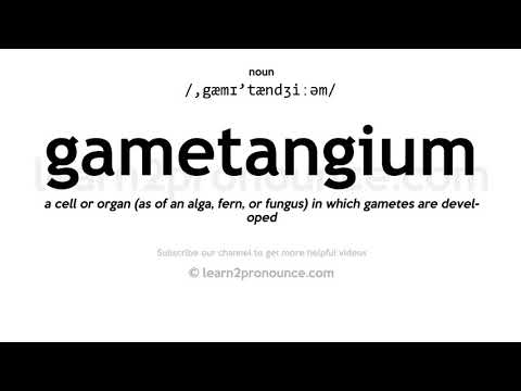 Pronunciation of Gametangium | Definition of Gametangium
