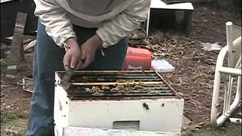 Testing for hygienic behavior in bees