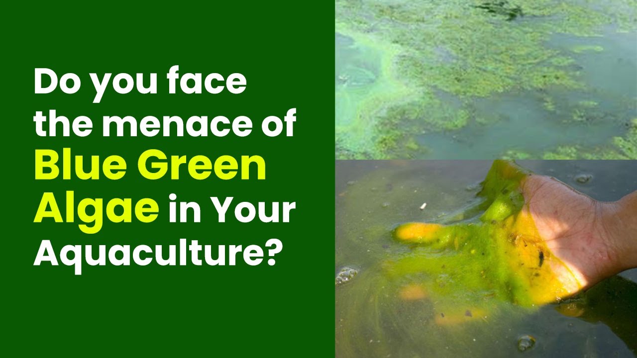 blue green algae solution How to clean blue green algae in your pond