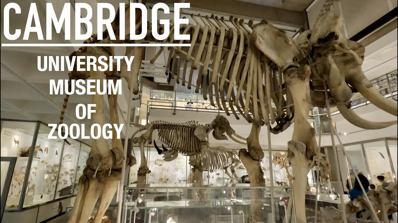 university of cambridge phd zoology