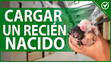 ¿Cuándo se puede tocar a un cachorro recién nacido?