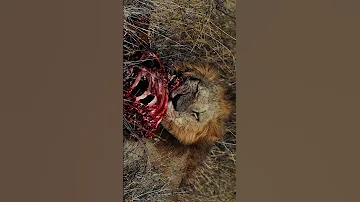 Some Of Our Favorite Highlights From Samburu Wildlife Kenya Samburu Africa Wildlife 