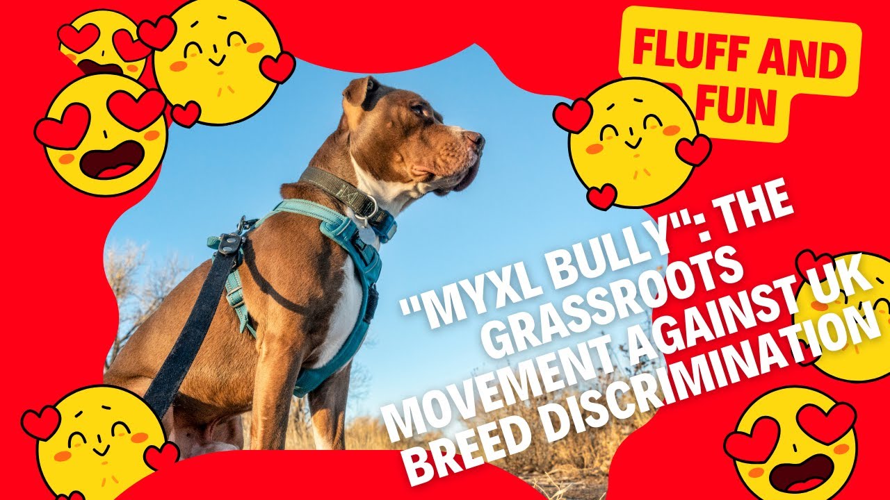 myxl-bully-the-grassroots-movement-against-uk-breed-discrimination