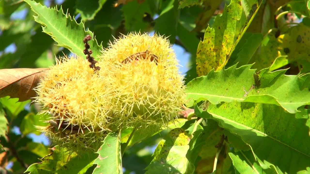 Podizanje zasada pitomog kestena