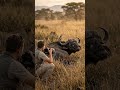 Buffalo and oxpecker bird