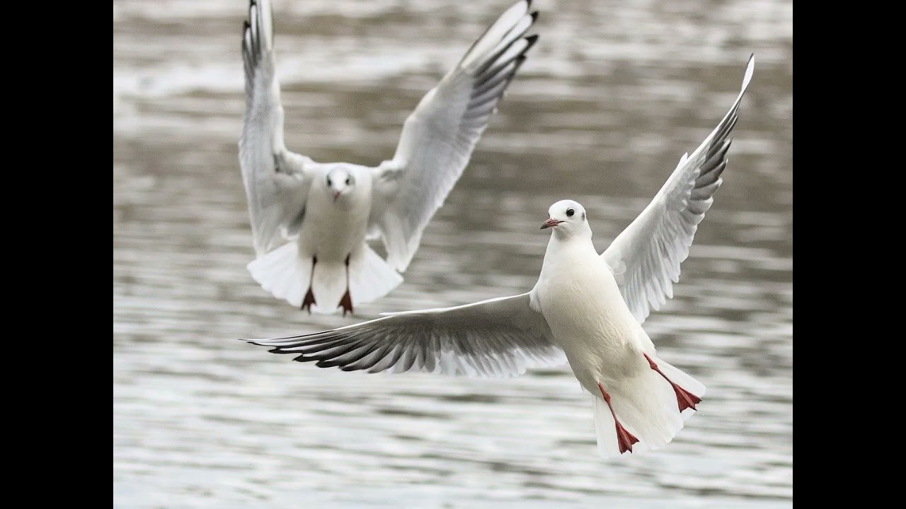 background music no copyright problem