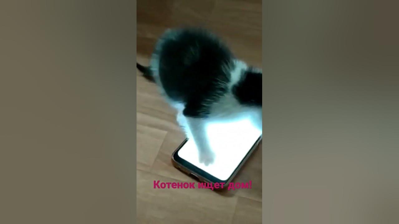 котенок/игры для котят/пристраиваем - YouTube