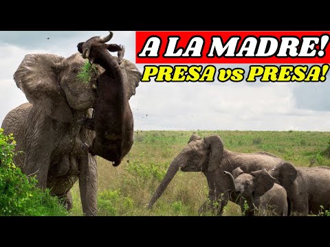 10 Presas Echandose Fregasos Con Otras Presas