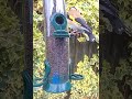 Colourful European goldfinch stops by for dinner #goldfinch #birdfeeder