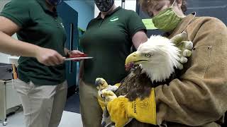 Applesauce's Release (Bald Eagle Rescue) by AlaskaRaptorCenter 1,157 views 2 years ago 59 seconds