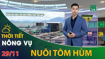 Thời tiết nông vụ 29/11/2021: Mưa lớn ảnh hưởng đến nuôi tôm hùm | VTC14