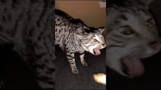 Cat Gagging Compilation || ViralHog