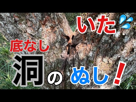 ラストファイト ７０ オーバーの純血本土バケヒラタを求めてあのクヌギへ 