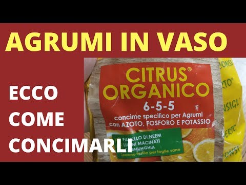 Agrumi in vaso ecco come concimarli con concime specifico