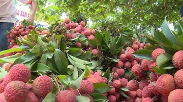 Xuất khẩu vải thiều Bắc Giang chiếm gần 1/3 tổng sản lượng tiêu thụ