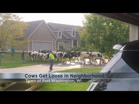 Cows get loose in Port Washington neighborhood