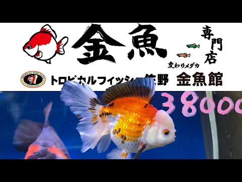 金魚専門店 トロピカルフィッシュ佐野 高級金魚入荷情報 Youtube