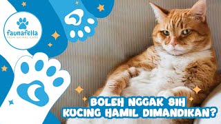 Boleh nggak sih kucing hamil dimandikan?