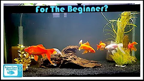 Keeping Goldfish: What You Should Know BEFORE Buying Goldfish!