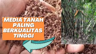 Tanah Subur Yang Tersembunyi di Bawah Rumpun Bambu