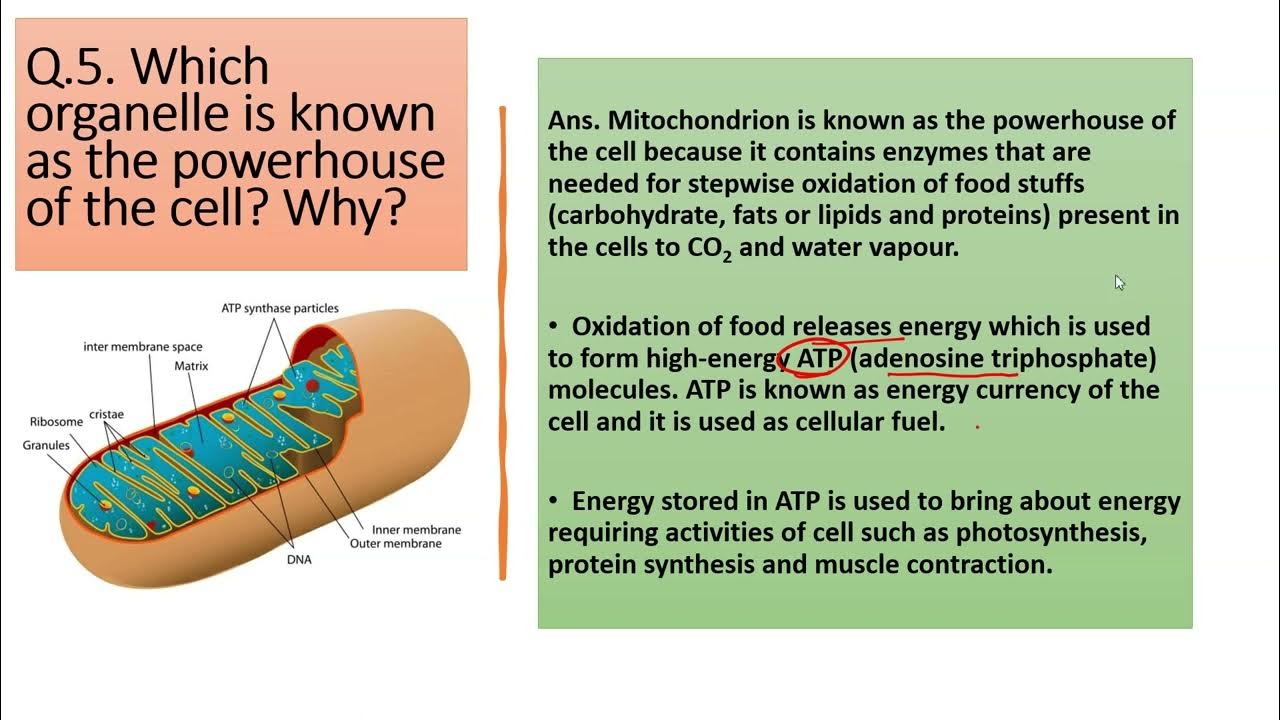 Which organelle is known as the powerhouse of the cell why youtube