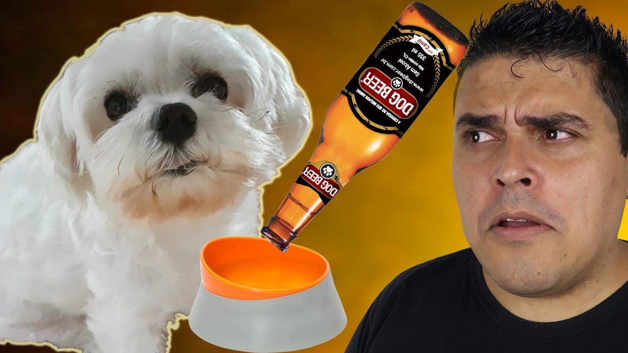 CERVEJA BOA PRA CACHORRO! - Será Que o Bolt Vai Gostar? - Bolt experimenta Dog Beer, a cerveja boa pra cachorro.