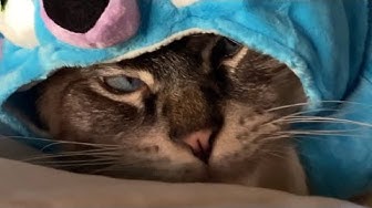 アメリカを旅する猫 Youtube