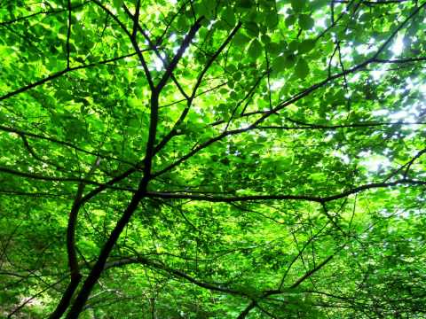 Jason Shaw Acoustic Meditation Relaxing Instrumental Music Royalty Free