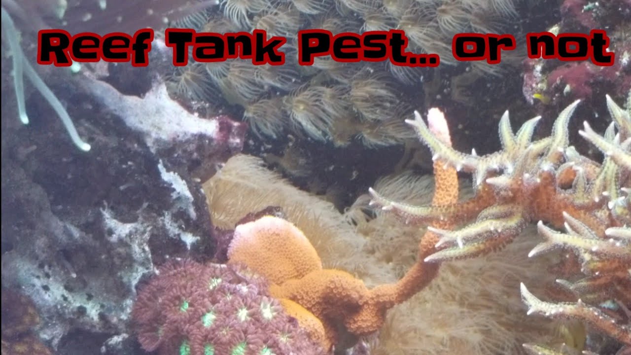 Reef Tank Pests Or Not Youtube