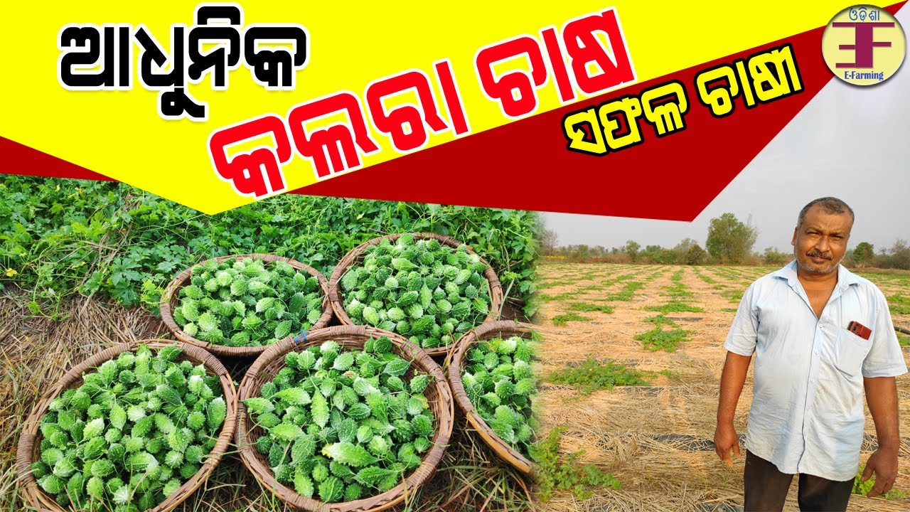 ଚାଷୀଙ୍କ ମଲଚିଙ୍ଗ ପଦ୍ଧତିରେ କଲରା ଚାଷ ( Bitter Gourd Farming in Mulching Method ).