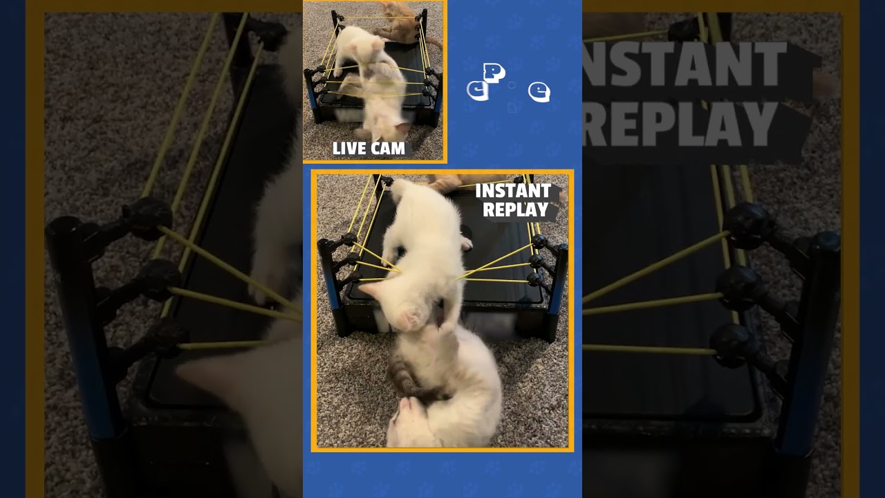 Super Kitten Triple Threat Fight