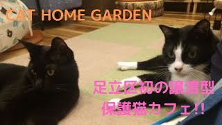 足立区初の譲渡型保護猫カフェ Cat Home Gardenってどんなとこ Youtube 足立区初の譲渡型保護猫カフェ Cat Home Gardenってどんなとこ Youtube