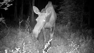 Alaska Cam Moose, Coyotes, Foxes August 25, 2023