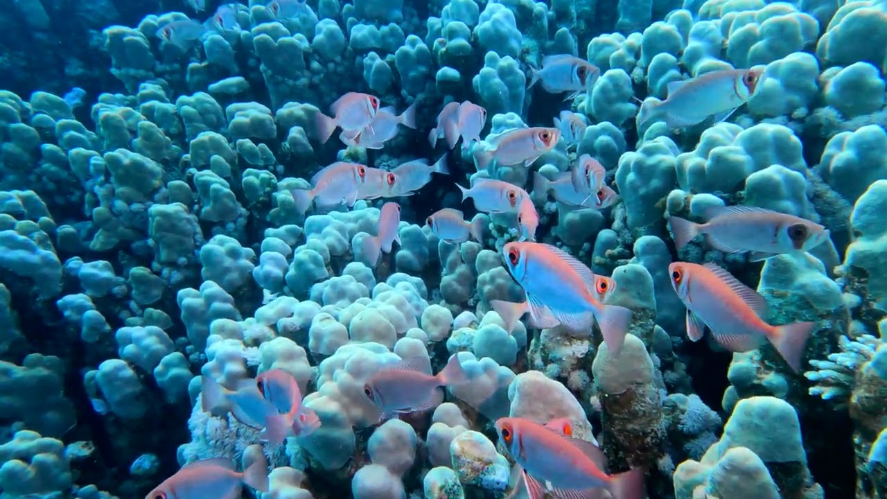 Crescent-tail bigeye (Priacanthus hamrur) - Sharm Tachtani (Egypt) 30-11-2023