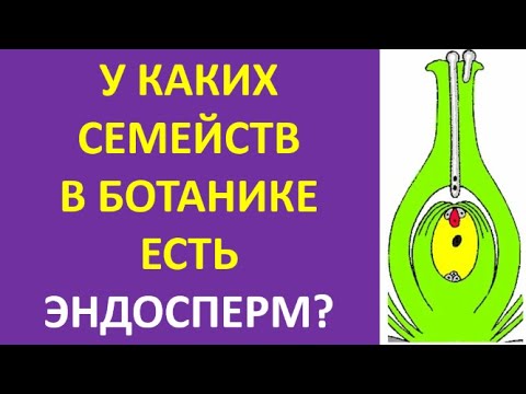 6. У каких семейств в ботанике есть эндосперм?