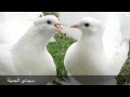 يا حمام .. { محمد منير 2012 Album }