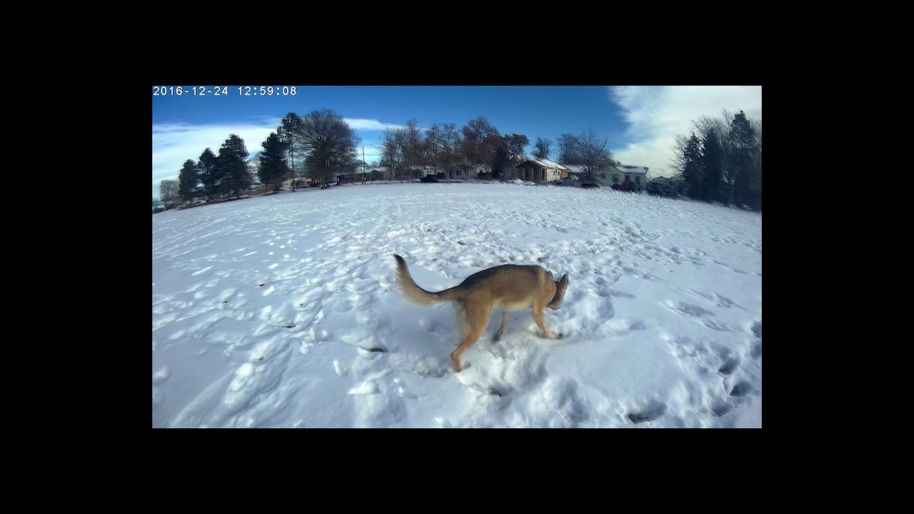 Slow Motion: Galen the Shiloh Shepherd Service Dog is Off ... Slow Motion: Galen the Shiloh Shepherd Service Dog is Off ...