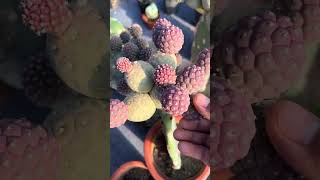 Satisfying Cactus Harvesting at the Farm! 🌵✂️