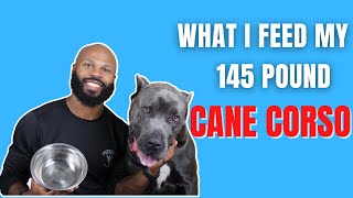 What I Feed My 145 Pound Cane Corso